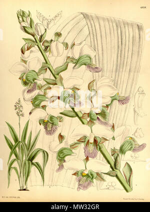 . Illustrazione di Eulophia rosea (come syn. Lissochilus sandersonii, scritto Lissochilus sandersoni) . 1886. M. S. del. ( = Matilda Smith, 1854-1926), J. N. Fitch lith. ( = John Nugent Fitch, 1840-1927) . Descrizione da Joseph Dalton Hooker (1817-1911) 198 Eulophia rosea (come Lissochilus sandersonii) - Curtis' 112 (Ser. 3 no. 42) pl. 6858 (1886) Foto Stock