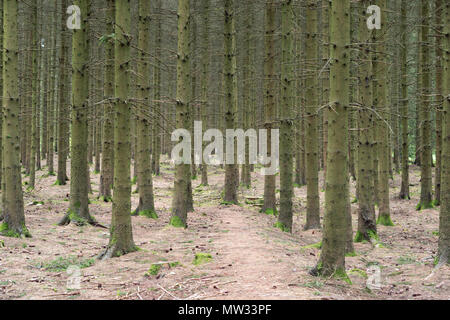 Bois Jacques foxholes nella foresta delle Ardenne vicino a Foy Belgio Foto Stock