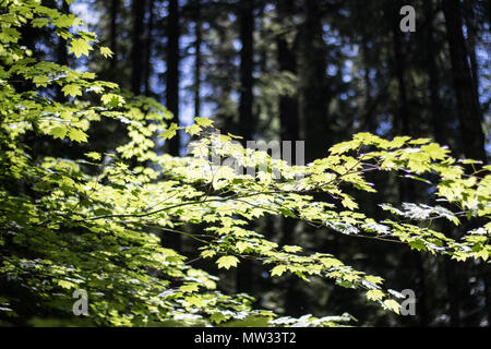 Vite di acero creep verso la luce del sole in una densa foresta di Marion forche, Oregon Foto Stock