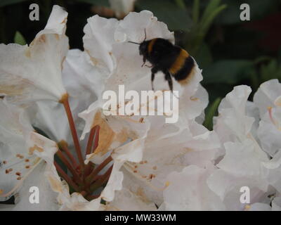 Bumble Bee su bianco Rhododendronn Foto Stock