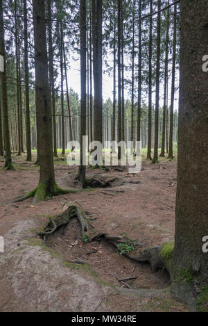 Bois Jacques foxholes nella foresta delle Ardenne vicino a Foy Belgio Foto Stock