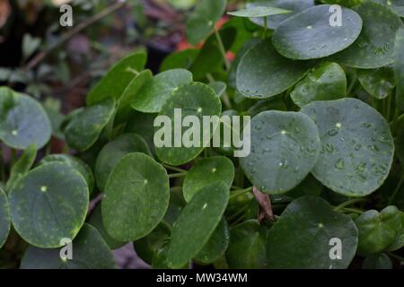 Un Pilea peperomioides, noto anche come moneta cinese impianto. Foto Stock