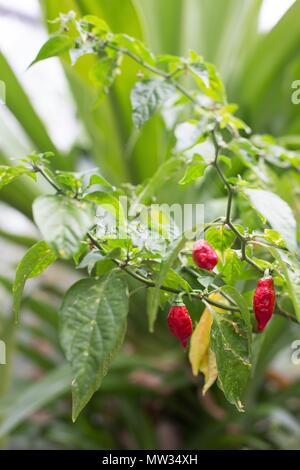 Un Capsicum chinense 'Naga jolokia' impianto. Foto Stock