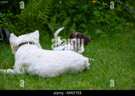 Un adulto West Highland terrier gioca con un cucciolo English Springer spaniel per aiutare con la socializzazione durante il corso di formazione. Foto Stock