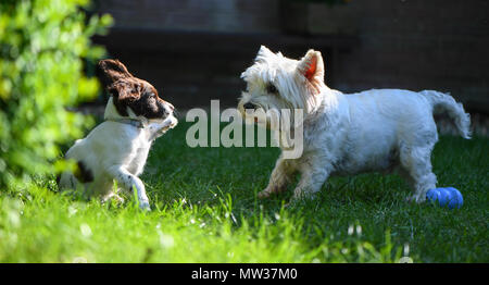 Un English Springer Spaniel 10 settimane vecchio cucciolo socialises dall incontro e giocando con un West Highland Terrier. Foto Stock