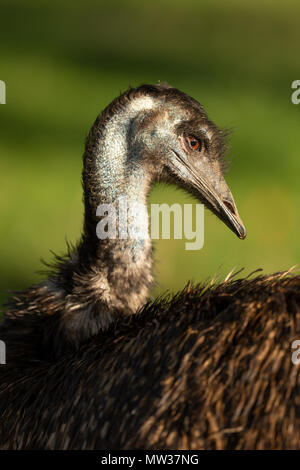 Profilo della testa di un emu (dromaius), rivolto a destra Foto Stock