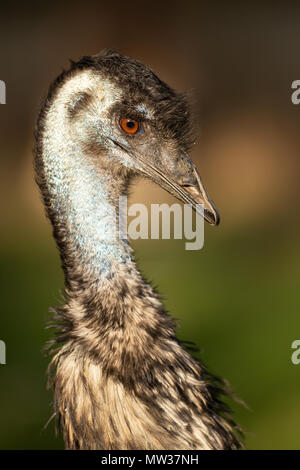 Profilo della testa di un emu (dromaius), rivolto a destra Foto Stock