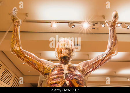 Inghilterra, Londra, la Wellcome Collection, trasparente modello del corpo umano Foto Stock