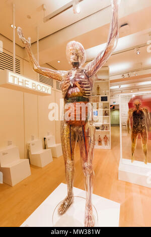 Inghilterra, Londra, la Wellcome Collection, trasparente modello del corpo umano Foto Stock