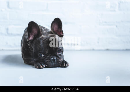 Triste carino bulldog francese sdraiato sul pavimento Foto Stock