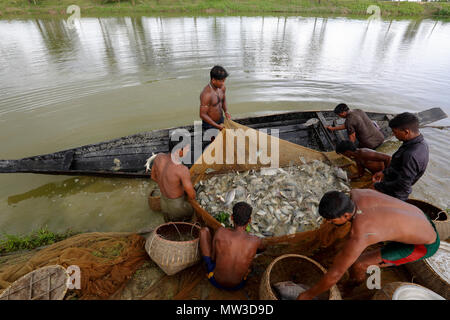 Le catture dei pescatori del loro pesce coltivato a Gowainghat in Sylhet. Bangladesh. Foto Stock