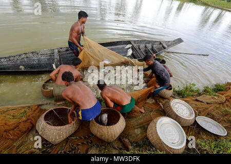 Le catture dei pescatori del loro pesce coltivato a Gowainghat in Sylhet. Bangladesh. Foto Stock