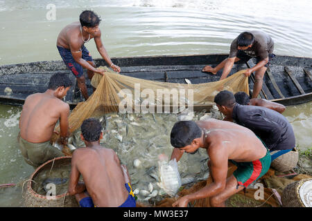 Le catture dei pescatori del loro pesce coltivato a Gowainghat in Sylhet. Bangladesh. Foto Stock