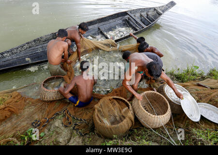 Le catture dei pescatori del loro pesce coltivato a Gowainghat in Sylhet. Bangladesh. Foto Stock