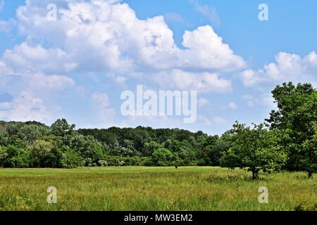 Prato nel Parco Nazionale Lobau - Donauauen Foto Stock