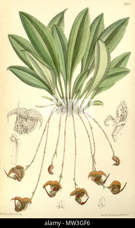 . Illustrazione di Scaphosepalum anchoriferum (come syn. Masdevallia punctata) . 1891. M. S. del. ( = Matilda Smith, 1854-1926), J. N. Fitch lith. ( = John Nugent Fitch, 1840-1927) Descrizione da Joseph Dalton Hooker (1817-1911) 545 Scaphosepalum anchoriferum (come Masdevallia punctata) - Curtis' 117 (Ser. 3 no. 47) pl. 7165 (1891) Foto Stock