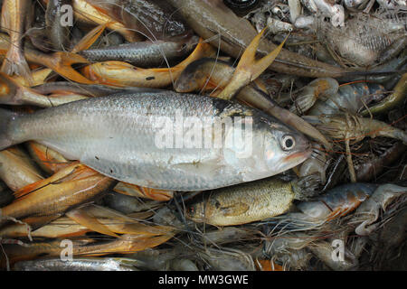 Assortiti locali del Bangladesh pesci. Khulna, Bangladesh. Foto Stock