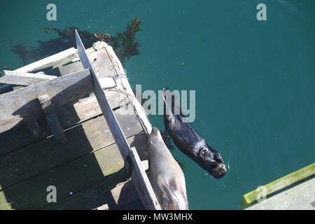 Un leone di mare dormire e una Lontra di mare mangiare nel porto di Monterey Foto Stock