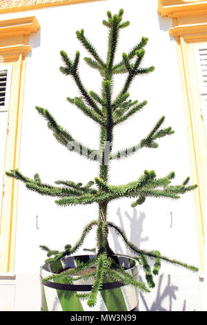 Albero sempreverde Araucaria cresce nella vasca di legno. Araucaria araucana o monkey puzzle Tree (Albero nazionale del Cile) Foto Stock