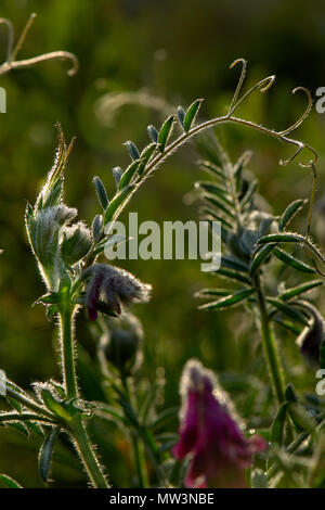 Blueweed, Echium Plantagineum, Stellenbosch, Città del Capo occidentale Foto Stock