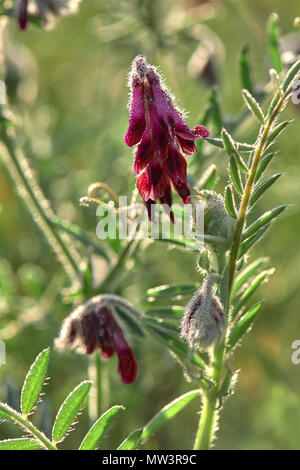 Blueweed, Echium Plantagineum, Stellenbosch, Città del Capo occidentale Foto Stock