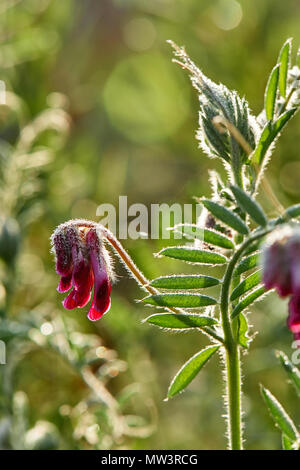 Blueweed, Echium Plantagineum, Stellenbosch, Città del Capo occidentale Foto Stock