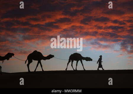 Silhouette di un uomo con i cammelli (dromedario) nel deserto contro scuro, rosso, cielo nuvoloso. Foto Stock