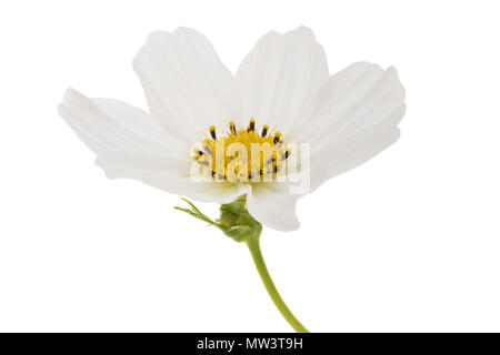 Bianco Garden cosmo fiore isolato su bianco Foto Stock
