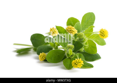 Hop di trifoglio (Medicago lupulina) isolato su bianco Foto Stock