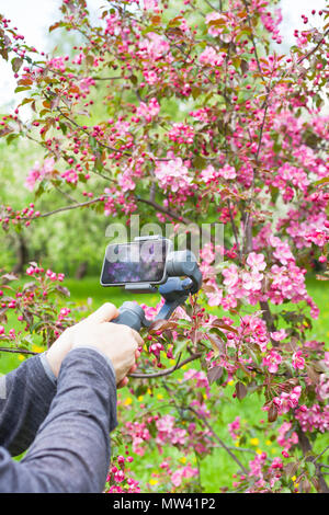 Close-up di uomo blogger mani riprese video sullo smartphone utilizzando uno stabilizzatore di immagine alla rosa in fiore giardino apple a molla Foto Stock