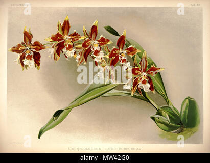 . Odontoglossum luteopurpureum . tra 1888 e 1894. H. Sotheran & Co. di Londra (editor) 219 Federico Sander - Reichenbachia ho la piastra 33 (1888) - Odontoglossum luteo-purpureum Foto Stock