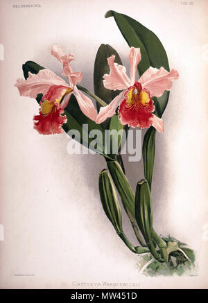 . Cattleya warscewiczii . tra 1888 e 1894. H. Sotheran & Co. di Londra (editor) 220 Federico Sander - Reichenbachia II piastra 72 (1890) - Cattleya warscewiczii Foto Stock