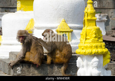 Le scimmie e gli stupa, Swayambhunath temple, Kathmandu, Nepal Foto Stock
