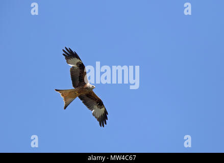 Aquilone rosso (Milvus milvus) che vola Foto Stock