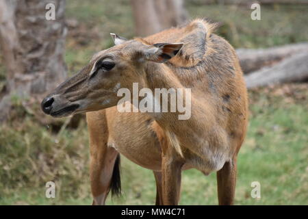 In prossimità di una femmina Nilgai al Chhatbir Zoo, Zirakpur, India. Foto Stock