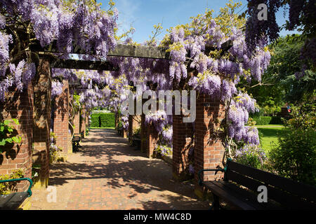 Fioritura glicine di i giardini del Castello di Tamworth, Staffordshire Foto Stock