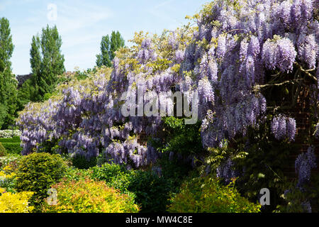 Fioritura glicine di i giardini del Castello di Tamworth, Staffordshire Foto Stock