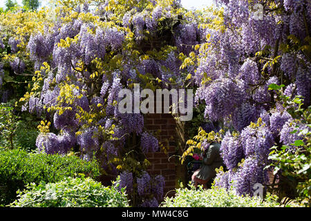 Fioritura glicine di i giardini del Castello di Tamworth, Staffordshire Foto Stock