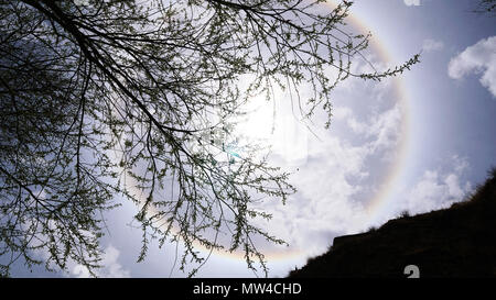 Sun alogeno e rami di alberi con cielo chiaro Foto Stock