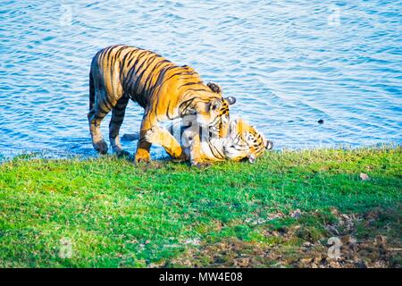 Ranthambore tigri, India Foto Stock