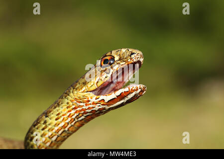 Ritratto di arrabbiato montpellier est snake ( Malpolon insignitus ), animale pronto a mordere Foto Stock