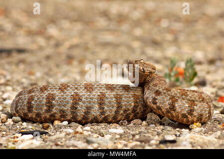 Viper pericolosi pronti a colpire; questo è uno dei rari e più pericolosi serpenti europei, il sommatore di Milos ( Macrovipera lebetina schweizeri ) Foto Stock