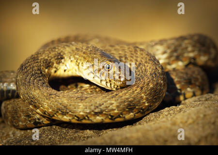 Biscia tassellata mostra thanatosis su una roccia ( Natrix tessellata ) Foto Stock