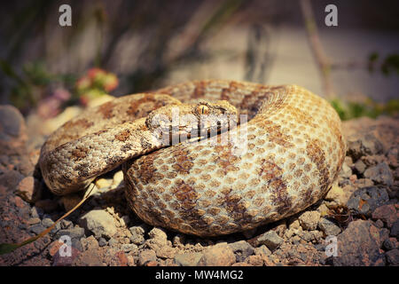 A piena lunghezza Milos viper in habitat naturale, rarissimi europeo di serpenti velenosi ( Macrovipera lebetina schweizeri ) Foto Stock