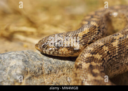 Macro ritratto di novellame di sabbia javelin boa ( Eryx jaculus ) Foto Stock