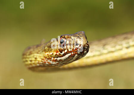 Ritratto di bella montpellier snake ( Malpolon insignitus ) Foto Stock