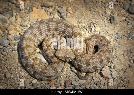 Più rara vipera europea nell isola di Milos, un serpente elencati come minacciate di estinzione sulla Lista Rossa IUCN ( Macrovipera lebetina schweizeri, immagine presa in habitat naturali Foto Stock