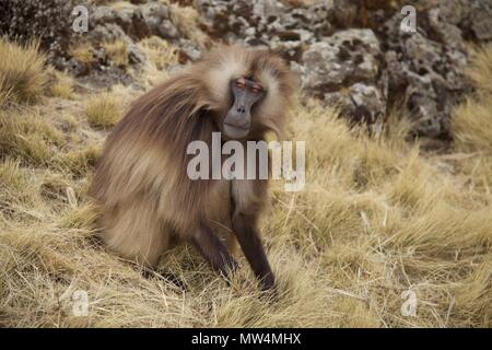 Un maschio di babbuino gelada lambisce sull'erba su un versante roccioso in Etiopia di Simien Mountains Foto Stock