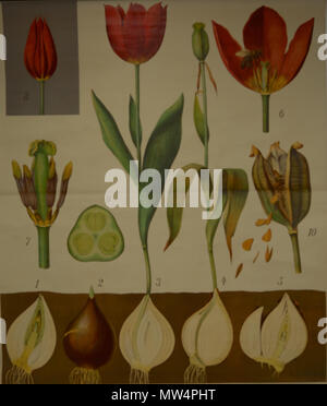 . Français : Planche d'illustrazione de Schmeils botanische Wandtafeln Anatomische Reihe . 17 aprile 2014, 07:57:12. Otto Schmeil 547 Schmeils botanische Wandtafeln Foto Stock