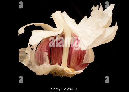 Bulbo aglio e chiodi di garofano acquistato da un supermercato in Inghilterra UK GB su uno sfondo nero Foto Stock